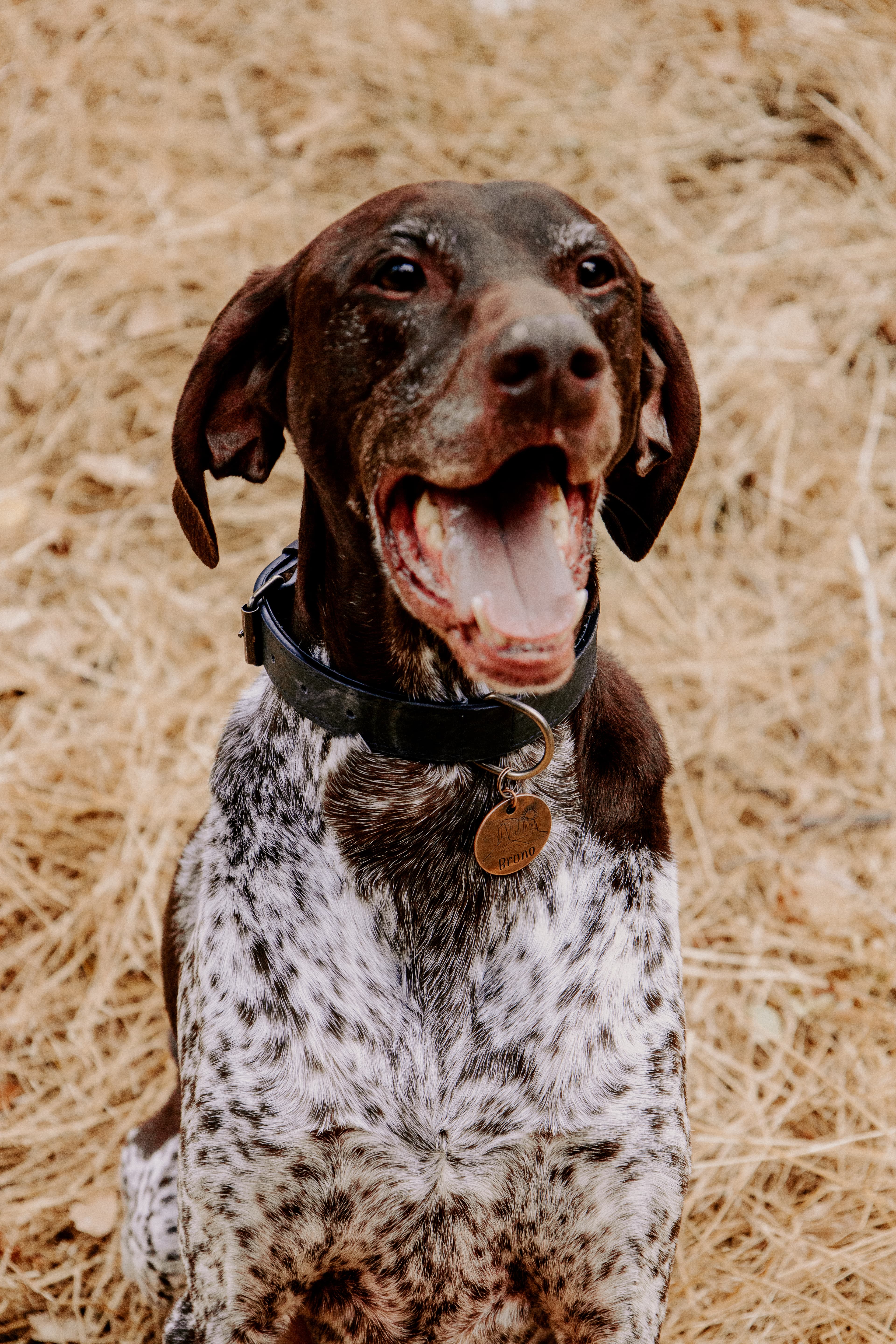 Photo of dog wearing a personalized engraved pet tag from Novations in antique copper