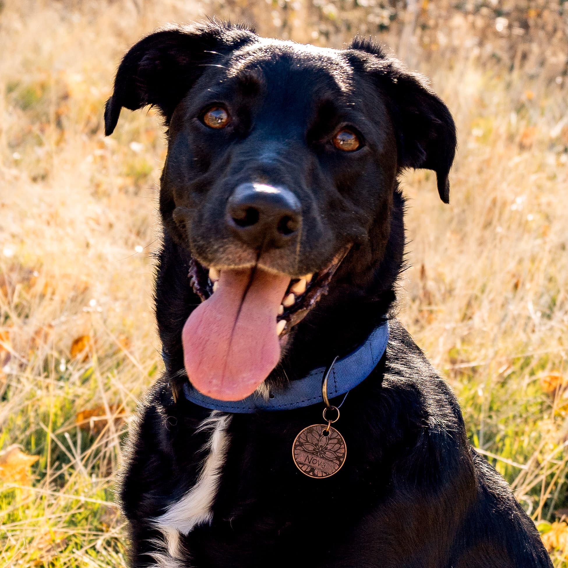 Photo of dog wearing a personalized engraved pet tag featuring a unique design in antique copper