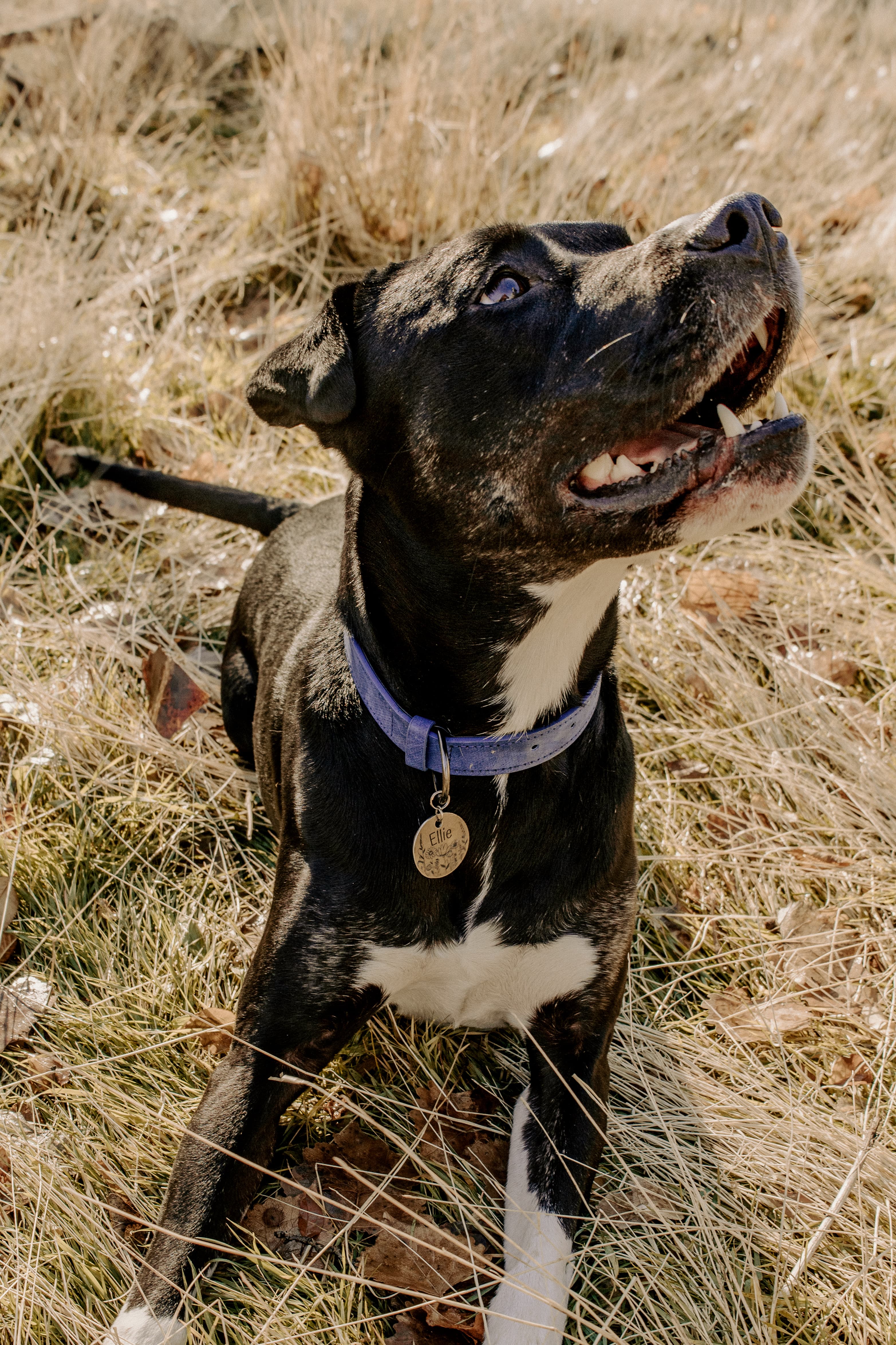 Photo of dog wearing a custom laser engraved pet tag from Novations in antique silver